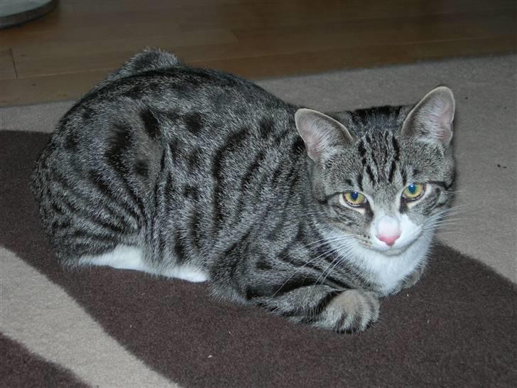 Huskat Picasso billede 10