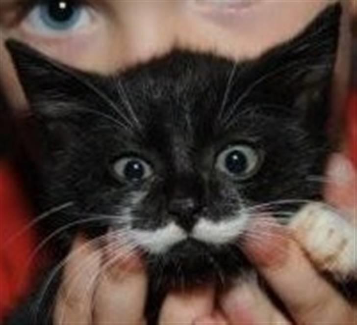 Huskat Dalí billede 1