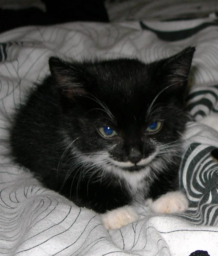 Huskat Dalí billede 2