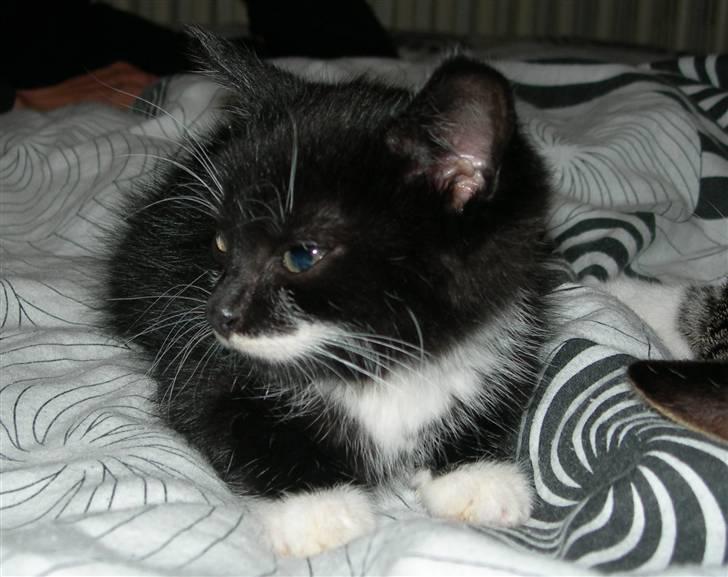 Huskat Dalí billede 3