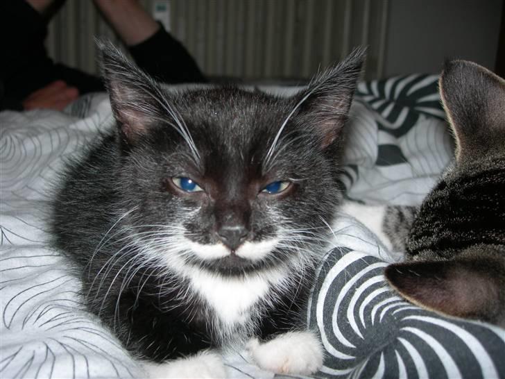 Huskat Dalí billede 4