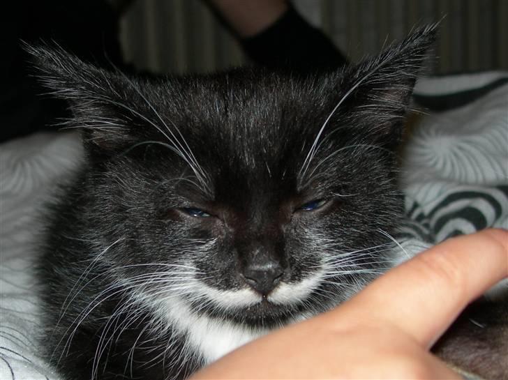 Huskat Dalí billede 5