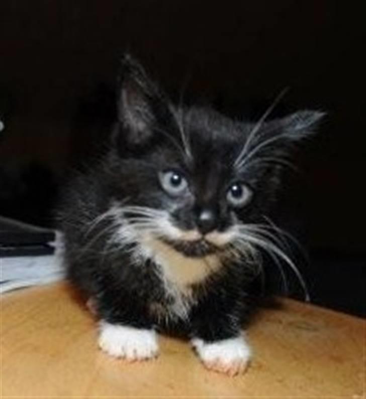 Huskat Dalí billede 6