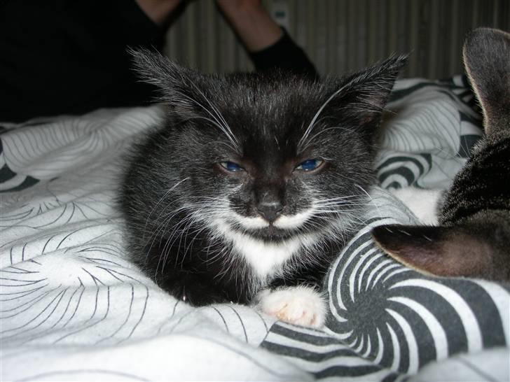 Huskat Dalí billede 7