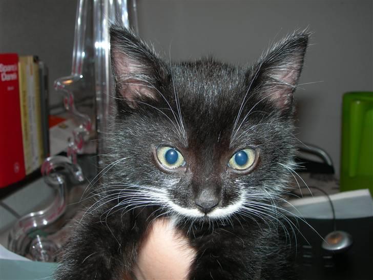 Huskat Dalí billede 8