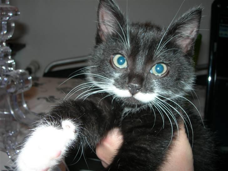 Huskat Dalí billede 9