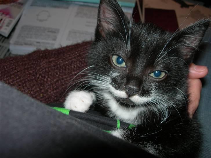 Huskat Dalí billede 10