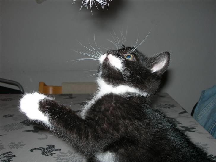 Huskat Dalí billede 11