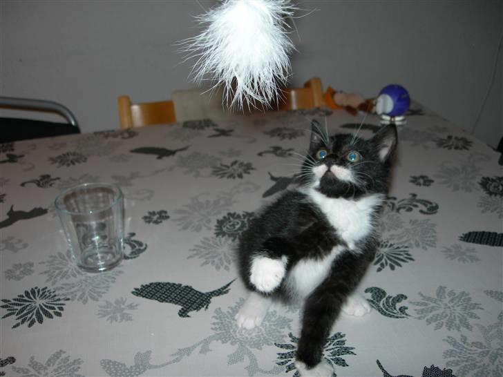 Huskat Dalí billede 12