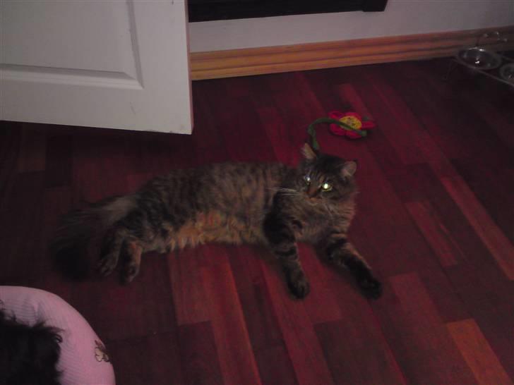 Maine Coon jakob - Det var godt og få noget at spise billede 1