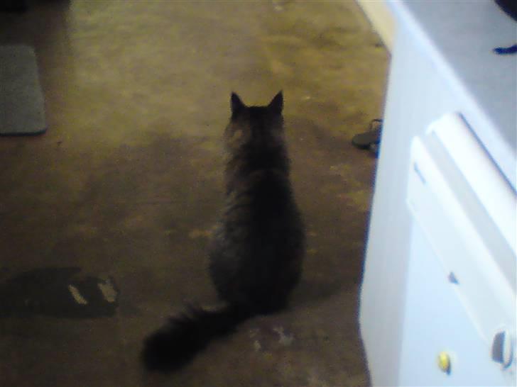 Maine Coon jakob - jeg er sur lad mig være! billede 2