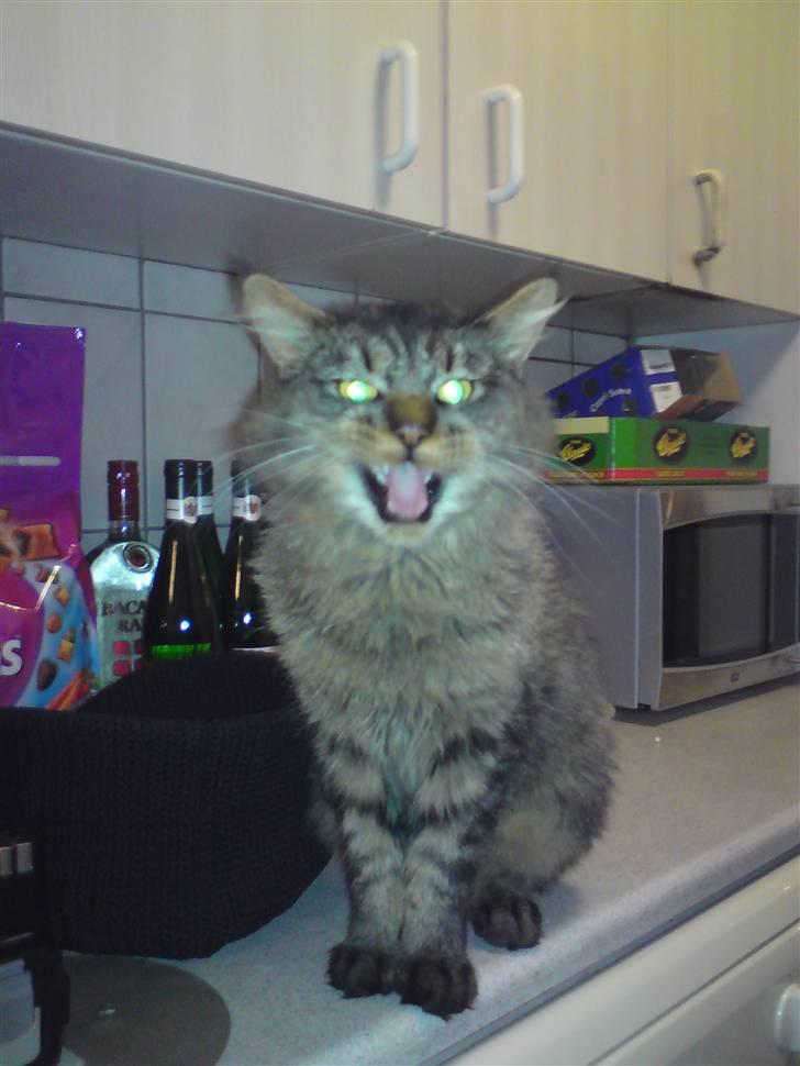 Maine Coon jakob - jeg er sulten!!!!!!!!! billede 3