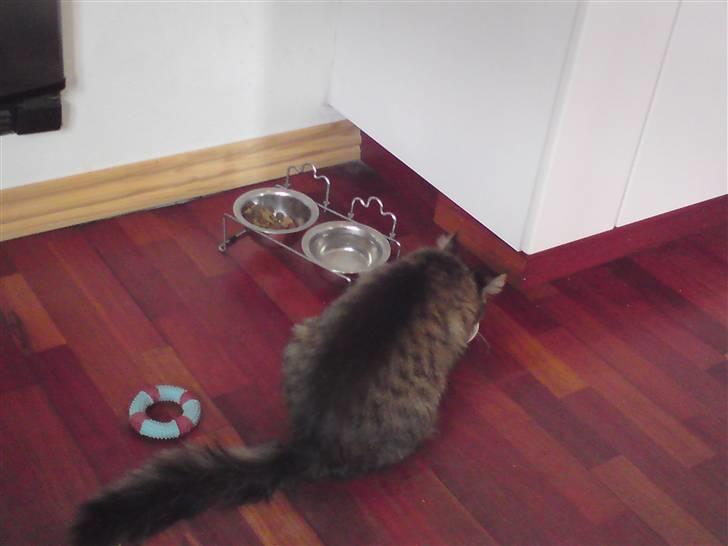 Maine Coon jakob billede 4