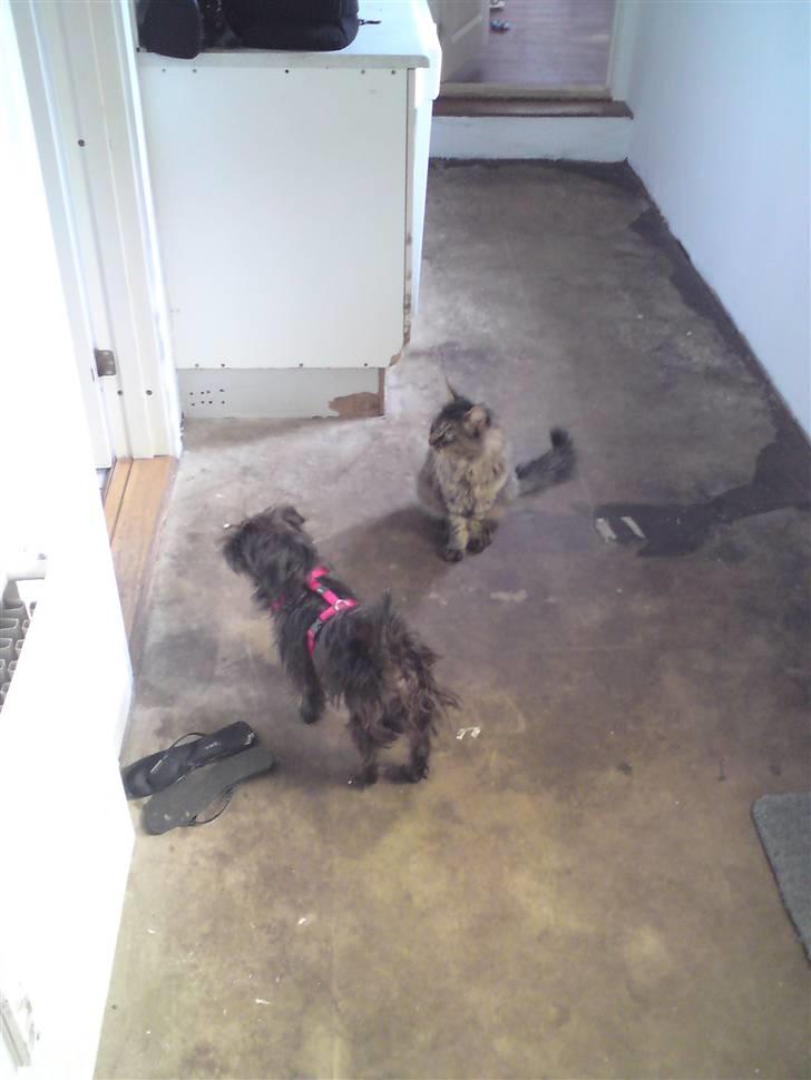 Maine Coon jakob billede 5