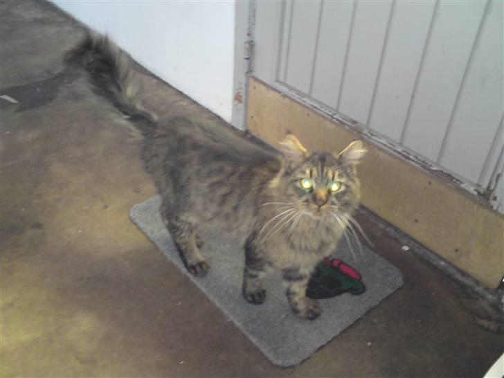 Maine Coon jakob - sådan gør man her når man har været ude billede 6