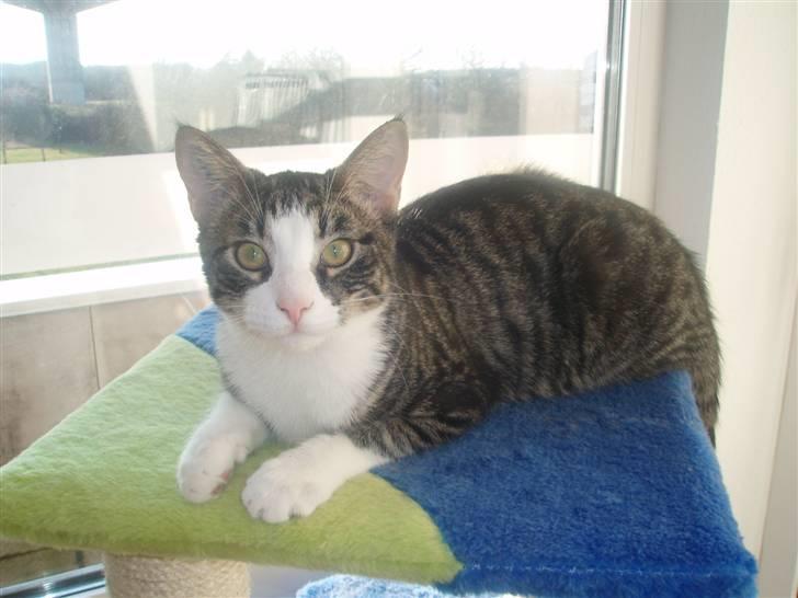 Huskat Morgan - 11-3-09 - 8 mdr gammel billede 1