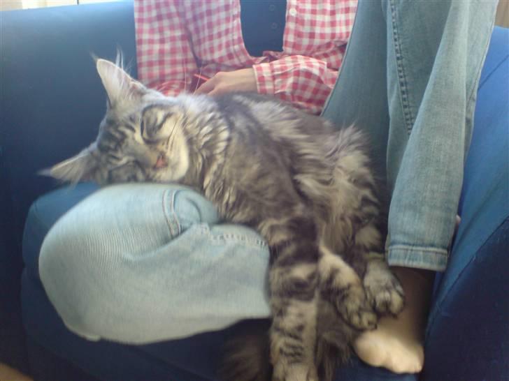 Maine Coon Dirk billede 5