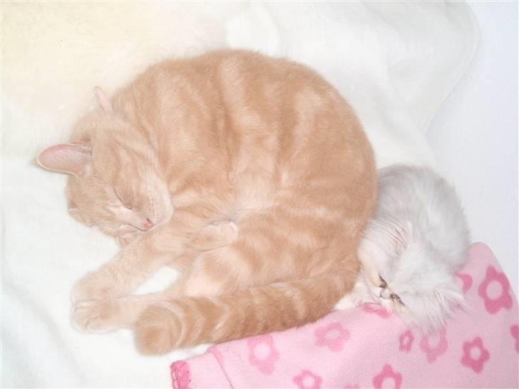 Perser Princess Chloe billede 15