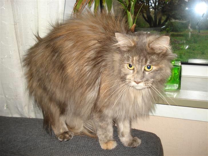 Maine Coon Dk Kousgård's *LYKKE* - Bliver lige lidt stor da hun fik øje på hundene billede 2