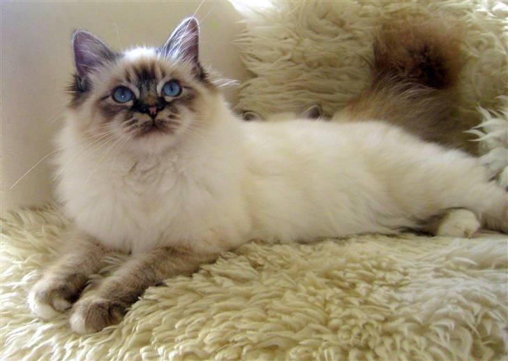 Hellig Birma Chicabee Flower Power - Flower 6 mrd. billede 1