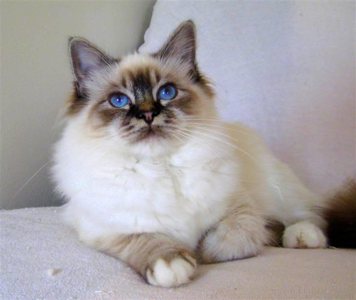 Hellig Birma Chicabee Flower Power - Flower 6 mrd. billede 2