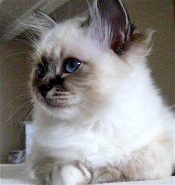 Hellig Birma Chicabee Flower Power - Flower 4 mrd. billede 3