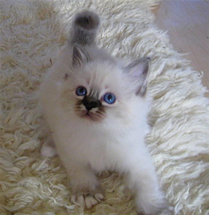 Hellig Birma Chicabee Flower Power - Flower 8 uger billede 4