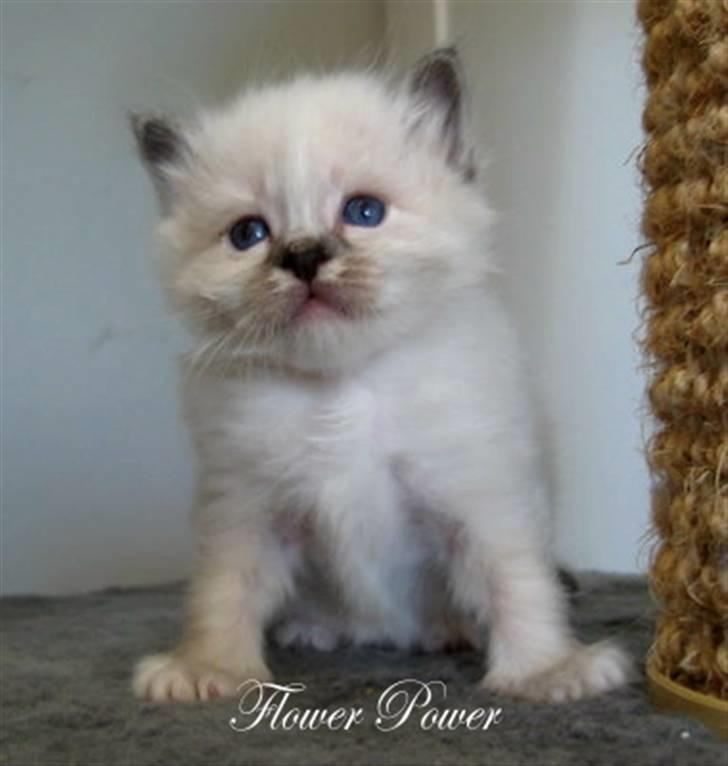 Hellig Birma Chicabee Flower Power - Lille babyFlower 5 uger gammel...nåååårh billede 5