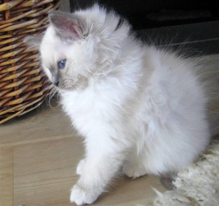 Hellig Birma Chicabee Himalaya billede 2