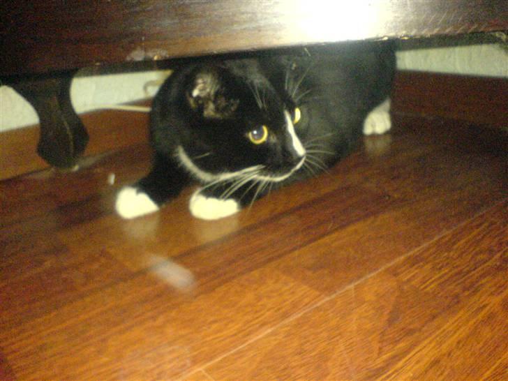 Huskat Garsemi billede 1