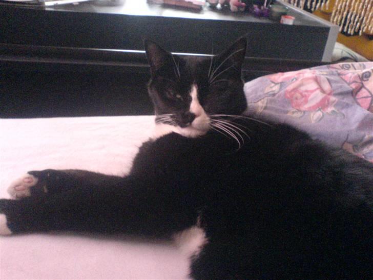 Huskat Garsemi billede 2