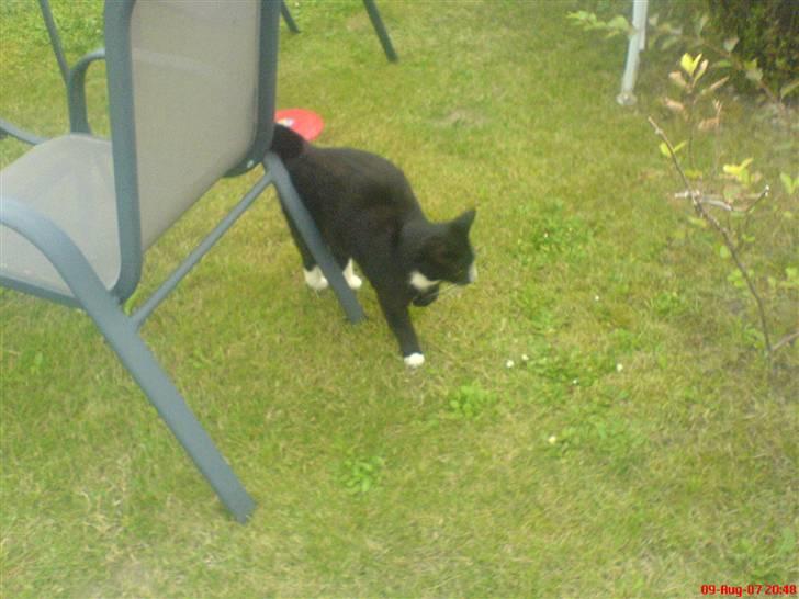 Huskat Garsemi billede 3