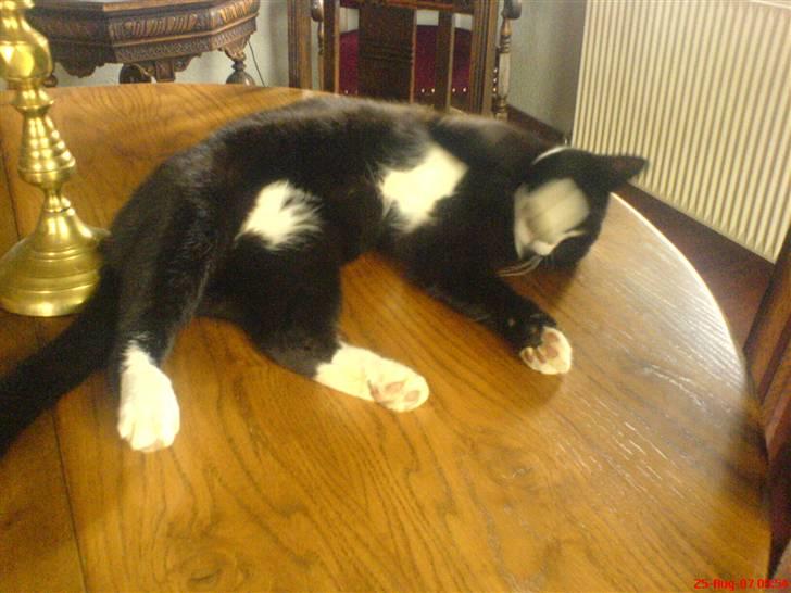 Huskat Garsemi billede 4