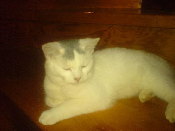 Huskat Gerda billede 1