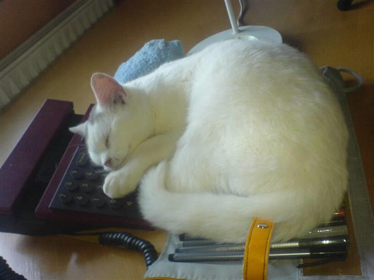 Huskat Gerda billede 4