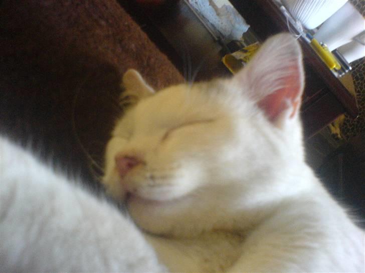 Huskat Gerda billede 6