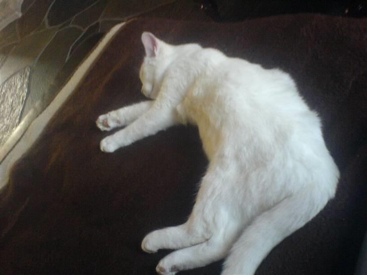 Huskat Gerda billede 7