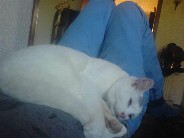 Huskat Gerda billede 8