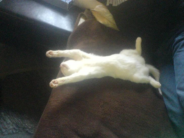 Huskat Gerda billede 9