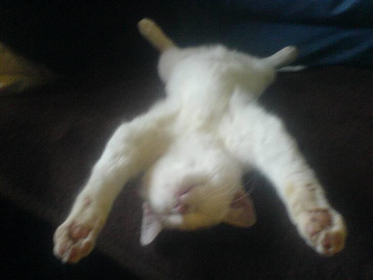 Huskat Gerda billede 11