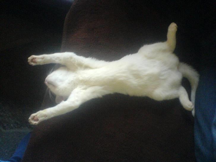 Huskat Gerda billede 12