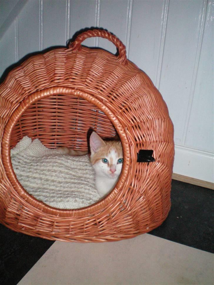 Huskat Noa - Noa da jeg lige havde fået ham<33 billede 2