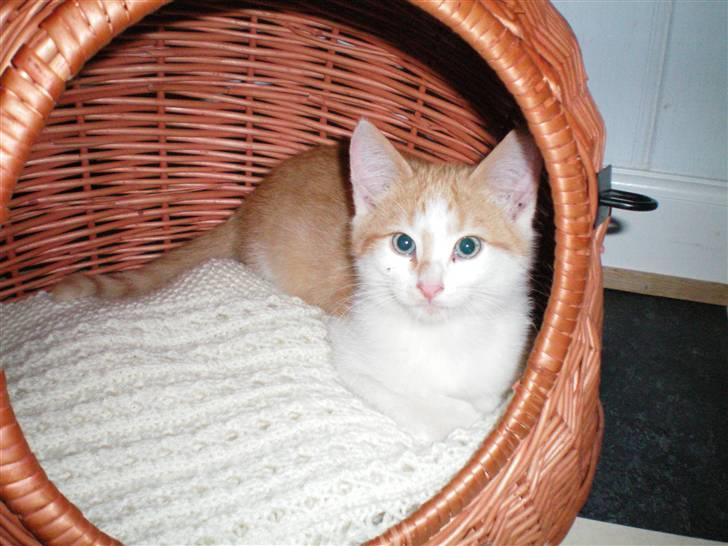 Huskat Noa - Noa! billede 3