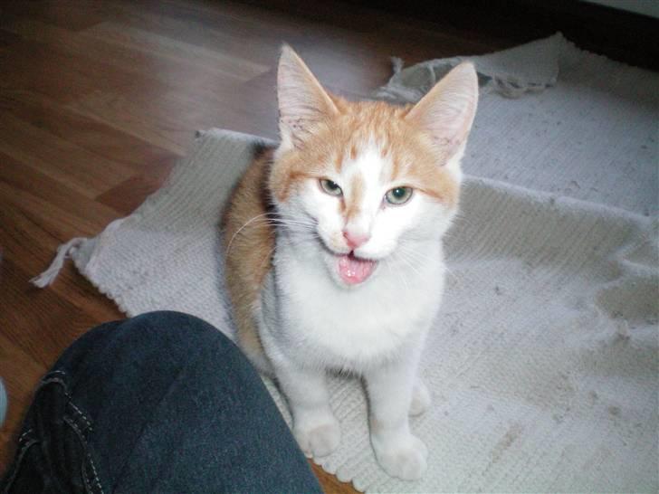 Huskat Noa - Mauuu! billede 5