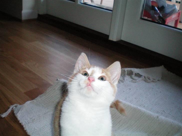 Huskat Noa - Se en fugl! billede 6