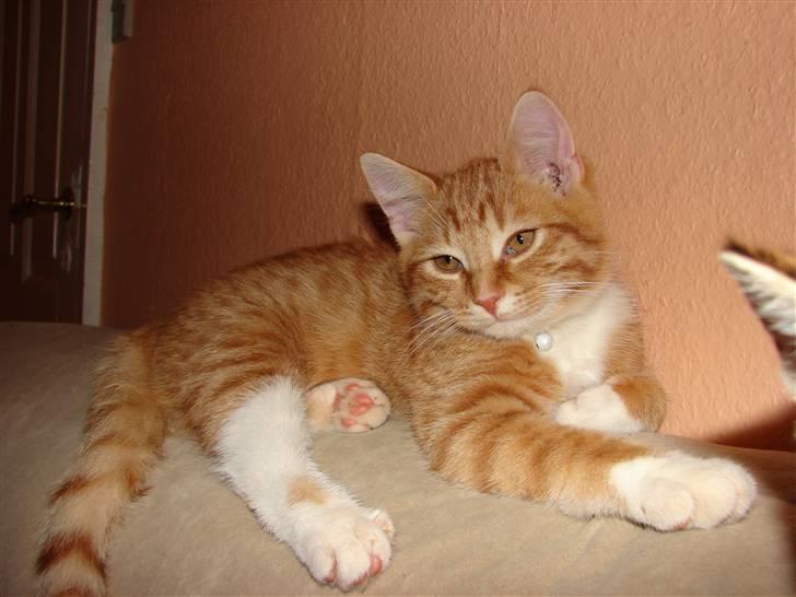 Huskat Rasmus billede 2