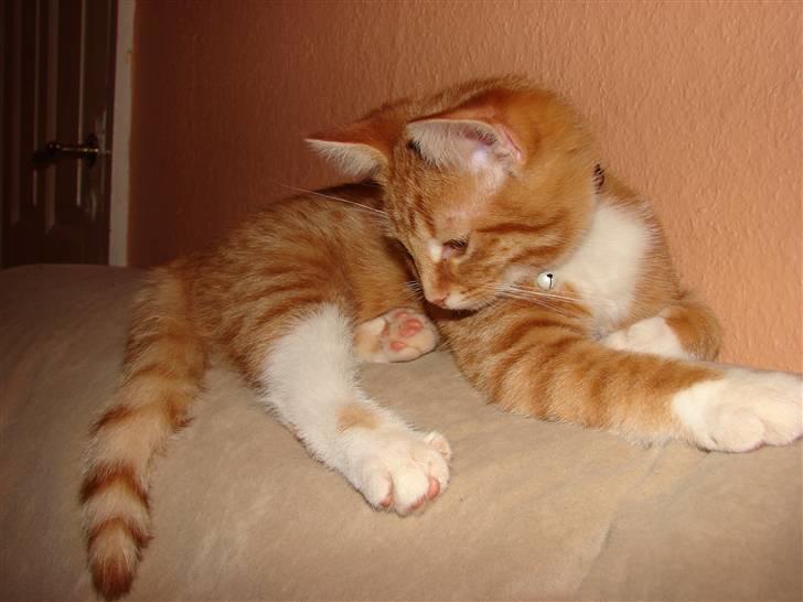 Huskat Rasmus billede 3