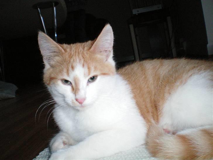 Huskat Noa - Noa! billede 7