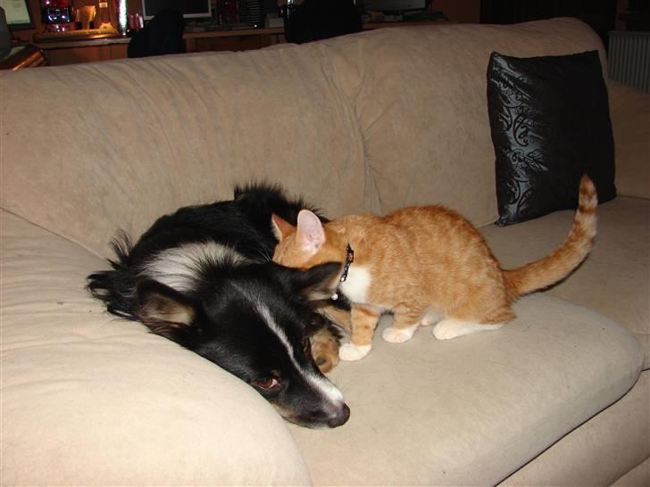 Huskat Rasmus - Mig og min ven Kenzo billede 4