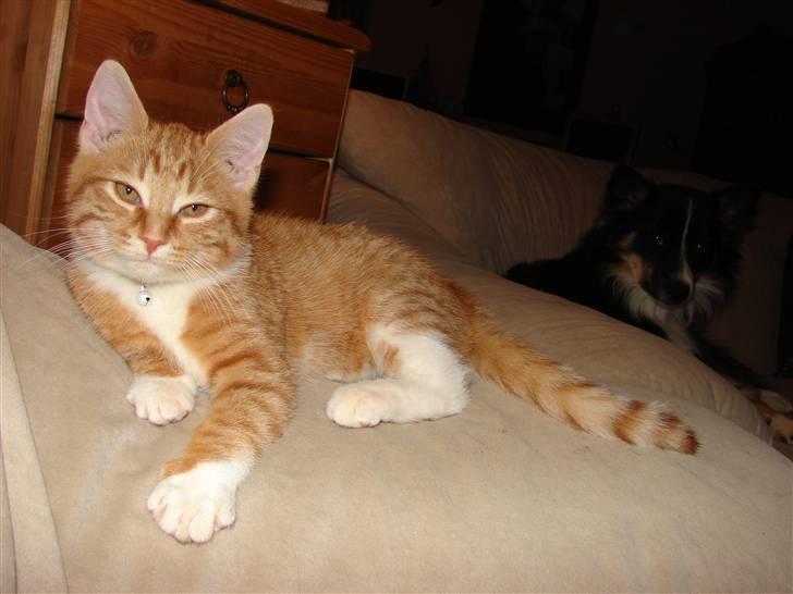 Huskat Rasmus billede 5